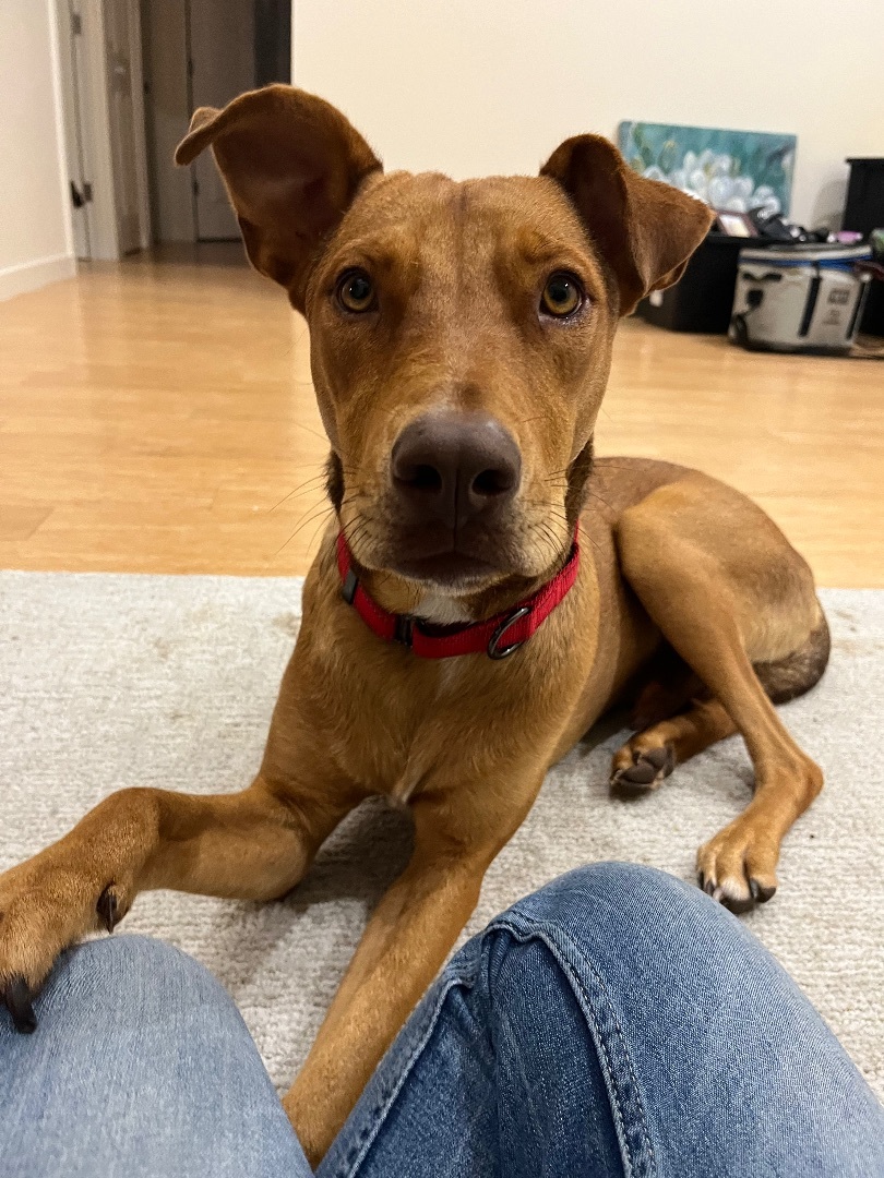 Bonus, a Adopted mixed breed in West Linn, OR image 5/5