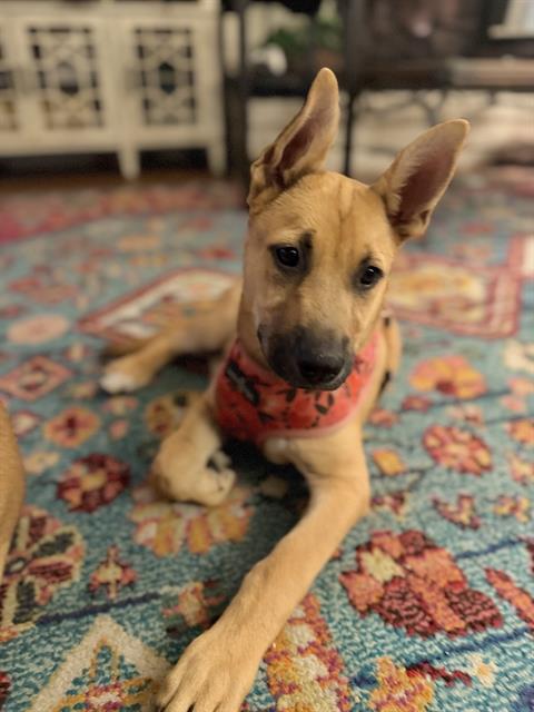 Posie - URGENT - LONGTIME RESIDENT, ADOPTABLE, Puppy Female Shepherd.