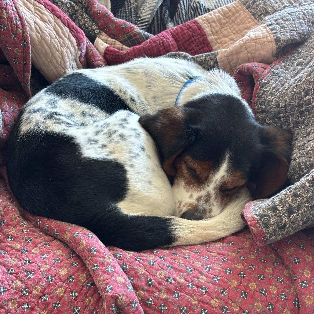 Porkchop thumbnail 2