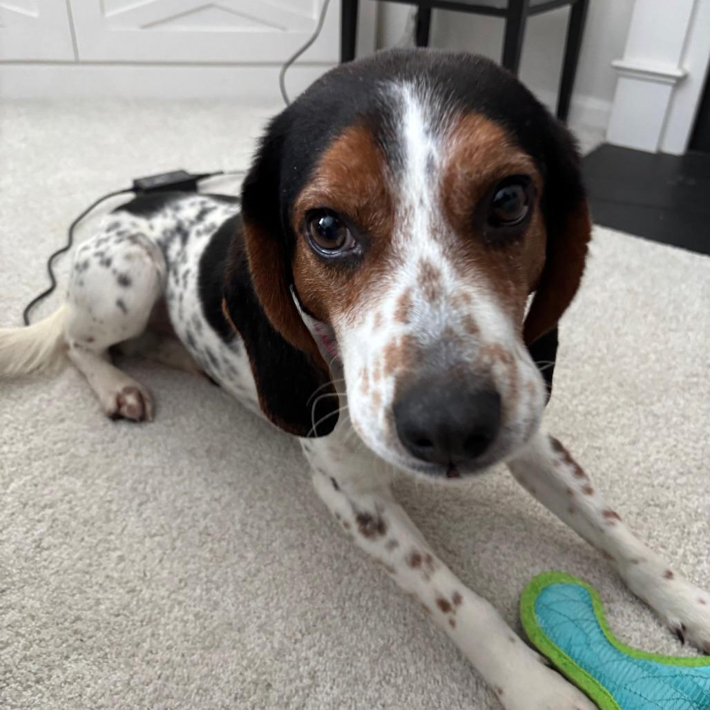 Porkchop thumbnail 3