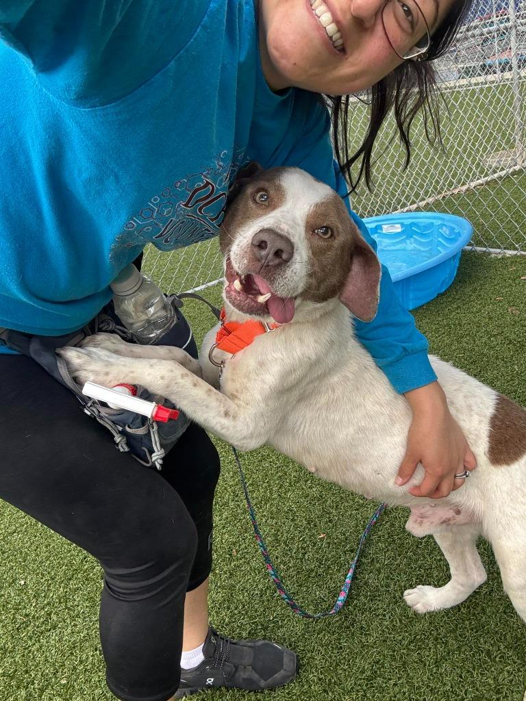 Rascal, Adoptable, Adult Male Labrador Retriever & Terrier.
