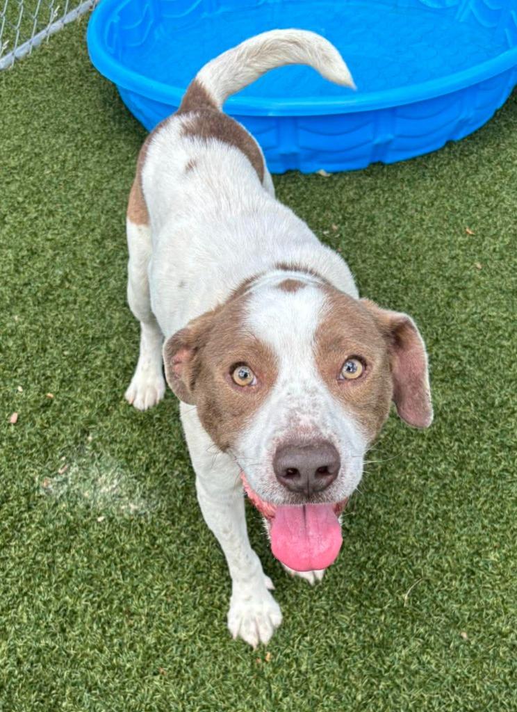 Rascal, a Adoptable mixed breed in Hartsville, SC image 3/6