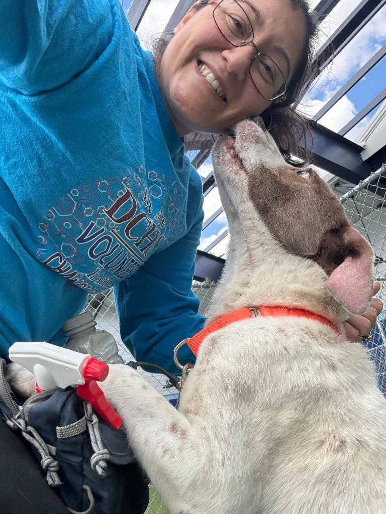 Rascal, a Adoptable mixed breed in Hartsville, SC image 4/6