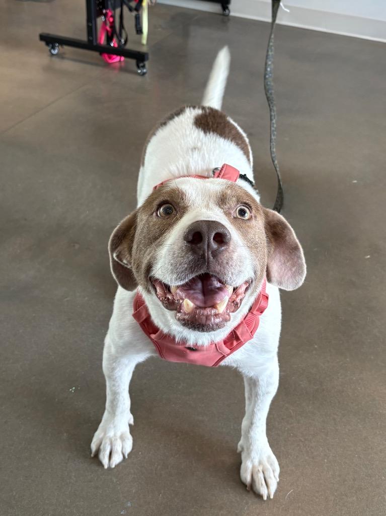 Rascal, a Adoptable mixed breed in Hartsville, SC image 5/6