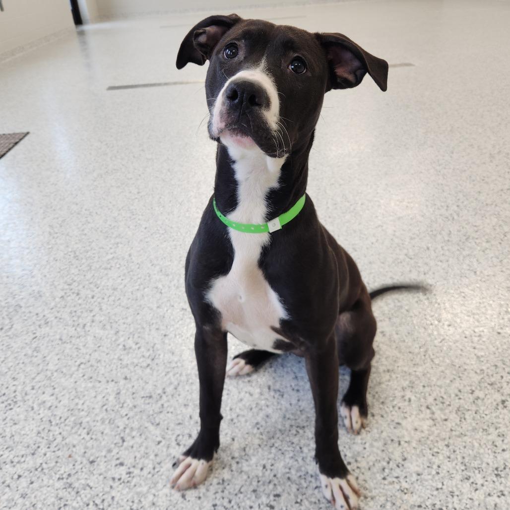 Enlarge Amelia, a Adoptable Pit Bull Terrier in Fort Wayne, IN image 1/6