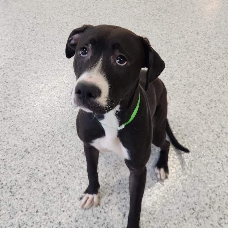 Enlarge Amelia, a Adoptable Pit Bull Terrier in Fort Wayne, IN image 5/6