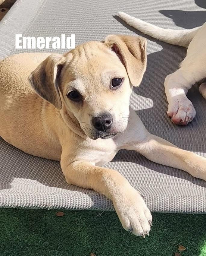 Enlarge Emerald, a Adoptable mixed breed in Irwin, PA image 2/3