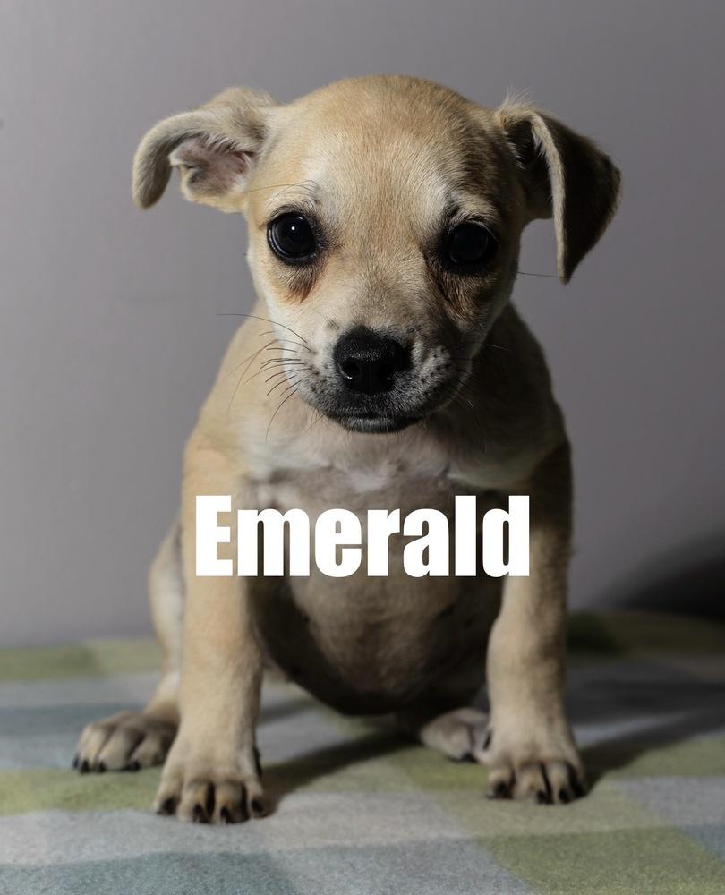 Enlarge Emerald, a Adoptable mixed breed in Irwin, PA image 3/3