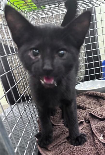 Enlarge SUZIE, a Adoptable Domestic Short Hair in Fort Myers, FL image 1/1