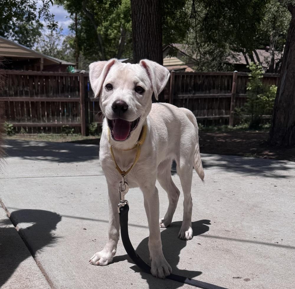 Costa / Pierogi, Adoptable, Puppy Male Labrador Retriever & Mixed Breed.