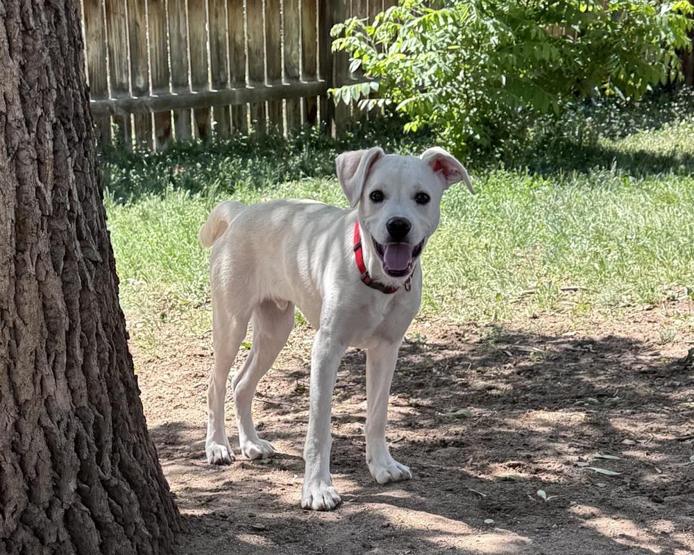 Costa / Pierogi, Adoptable, Puppy Male Labrador Retriever & Mixed Breed.