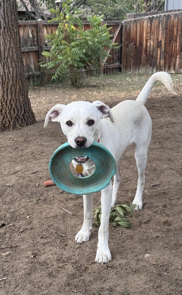Costa / Pierogi, Adoptable, Young Male Labrador Retriever & Mixed Breed.