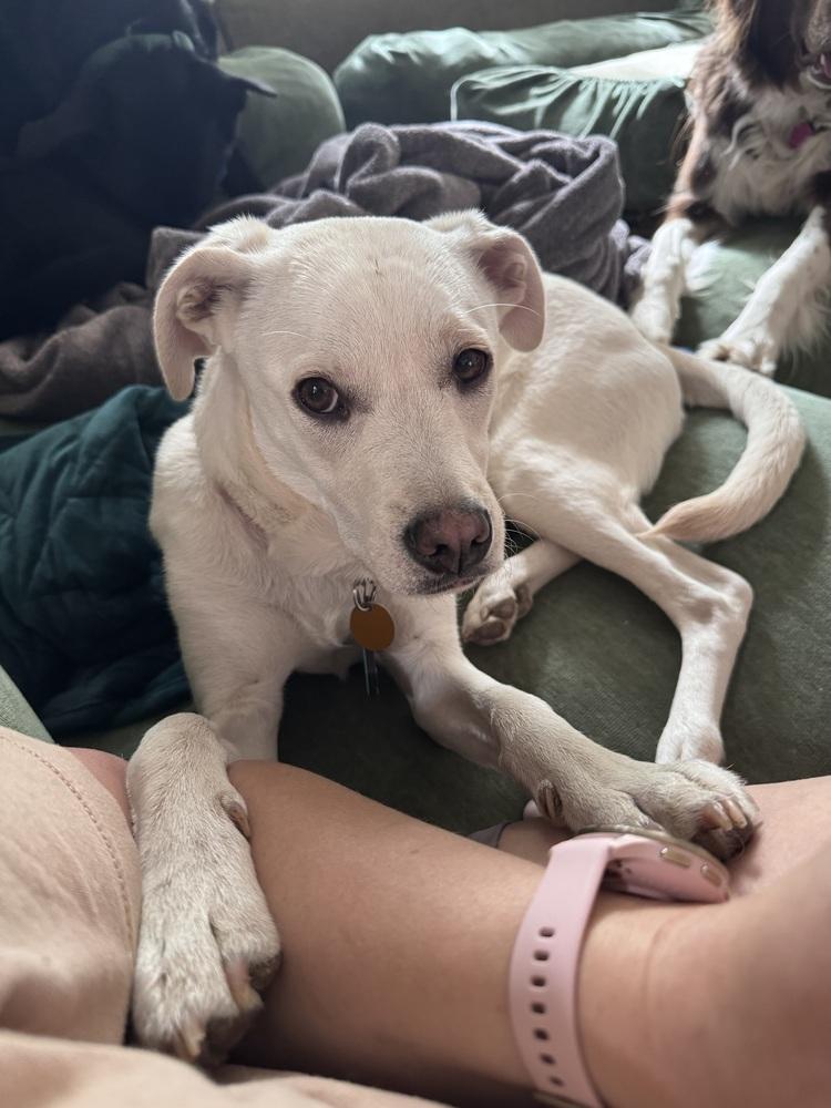 Enlarge Costa / Pierogi, a Adoptable mixed breed in Broomfield, CO image 2/6