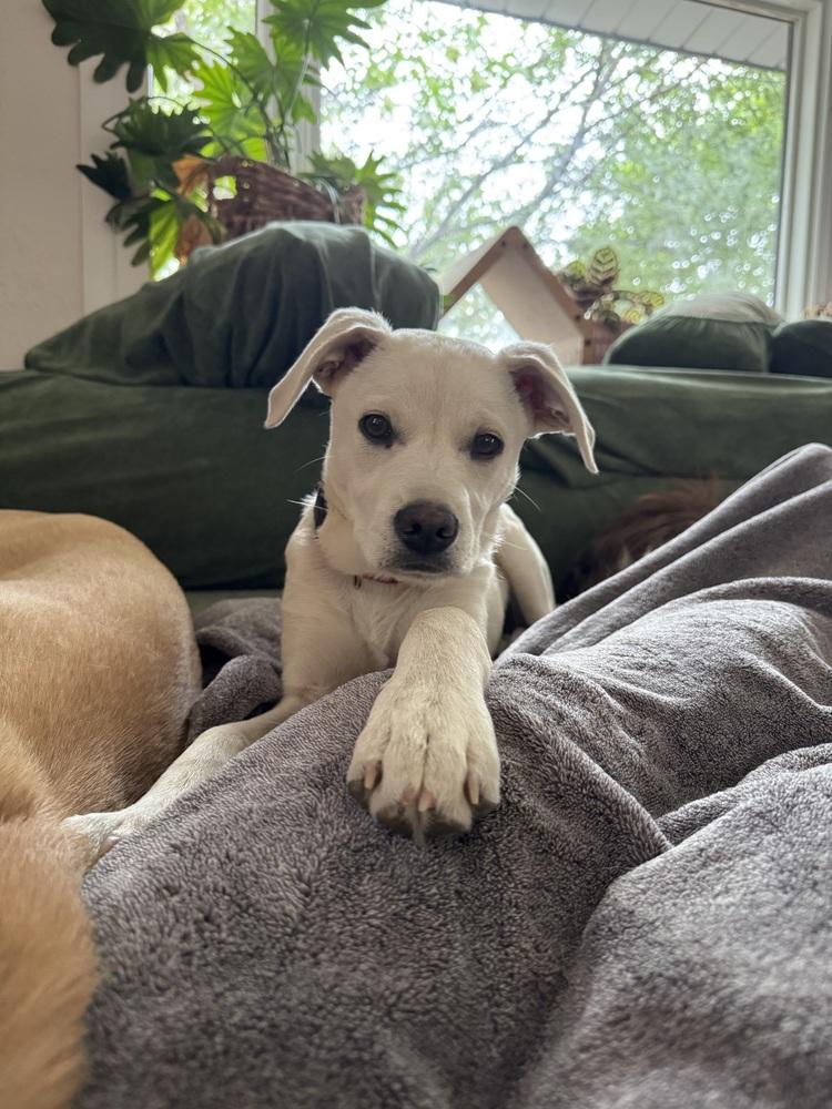 Costa / Pierogi, Adoptable, Puppy Male Labrador Retriever & Mixed Breed.