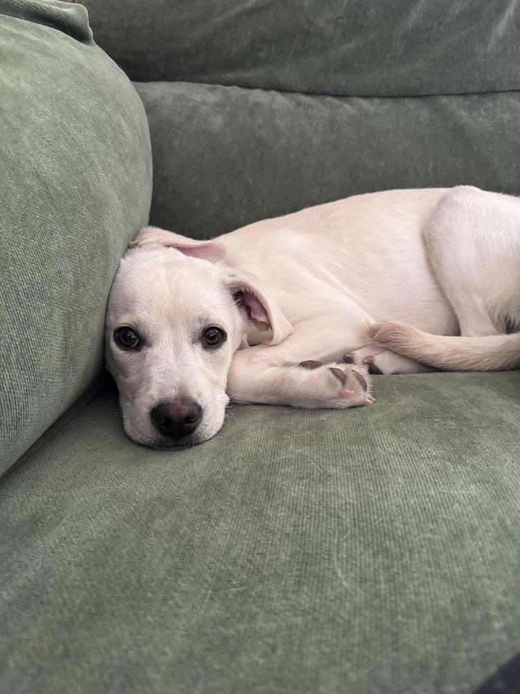 Enlarge Costa / Pierogi, a Adoptable mixed breed in Broomfield, CO image 1/6