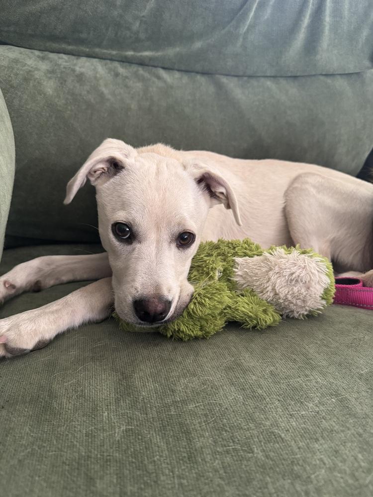 Enlarge Costa / Pierogi, a Adoptable mixed breed in Broomfield, CO image 2/6