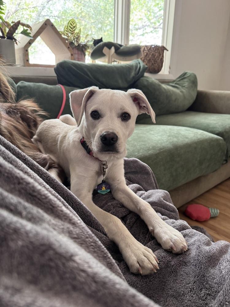 Enlarge Costa / Pierogi, a Adoptable mixed breed in Broomfield, CO image 4/6