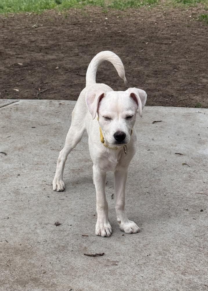 Costa / Pierogi, a Adoptable mixed breed in Broomfield, CO image 3/6