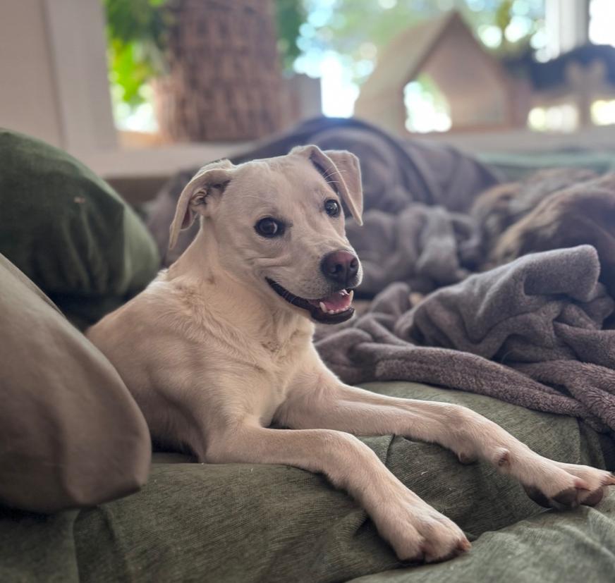 Enlarge Costa / Pierogi, a Adoptable mixed breed in Broomfield, CO image 5/6