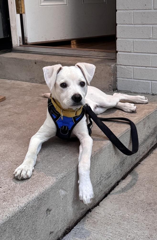 Costa / Pierogi, a Adoptable mixed breed in Broomfield, CO image 4/6