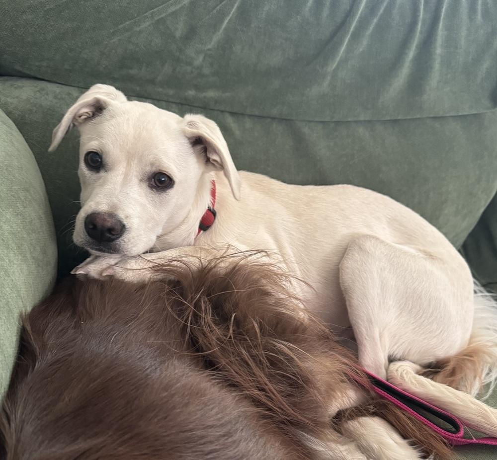Enlarge Costa / Pierogi, a Adoptable mixed breed in Broomfield, CO image 3/6