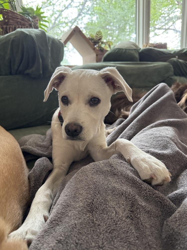 Enlarge Costa / Pierogi, a Adoptable mixed breed in Broomfield, CO image 4/6