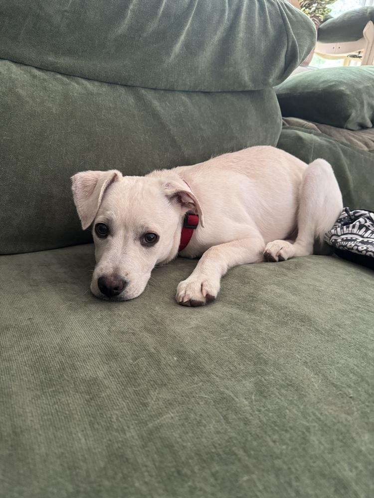Enlarge Costa / Pierogi, a Adoptable mixed breed in Broomfield, CO image 5/6