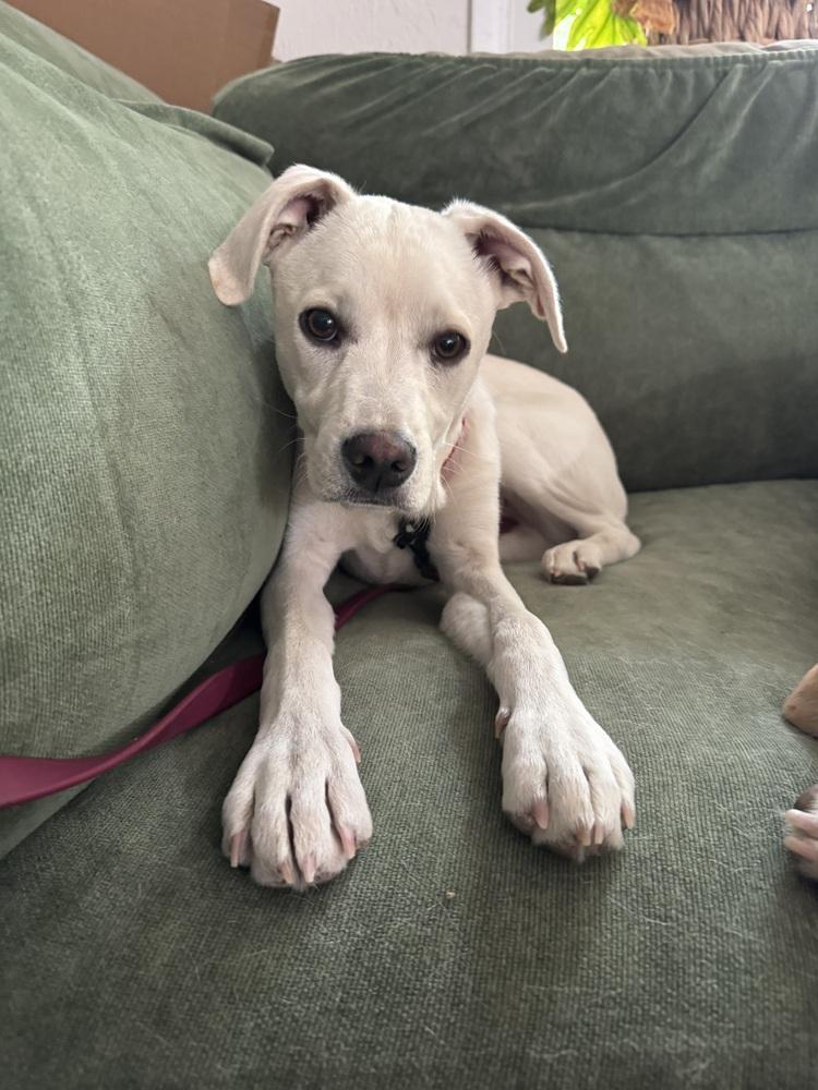 Enlarge Costa / Pierogi, a Adoptable mixed breed in Broomfield, CO image 6/6