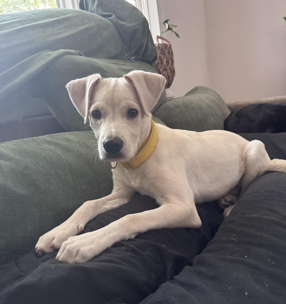 Costa / Pierogi, a Adoptable mixed breed in Broomfield, CO image 5/6