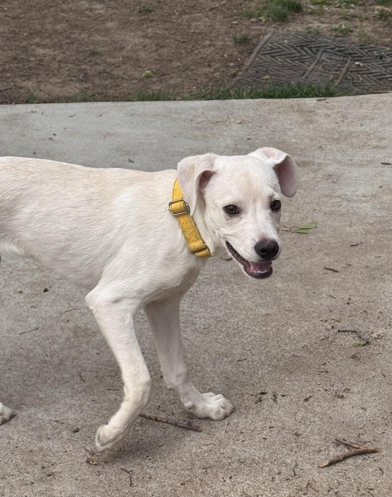 Costa / Pierogi, a Adoptable mixed breed in Broomfield, CO image 6/6