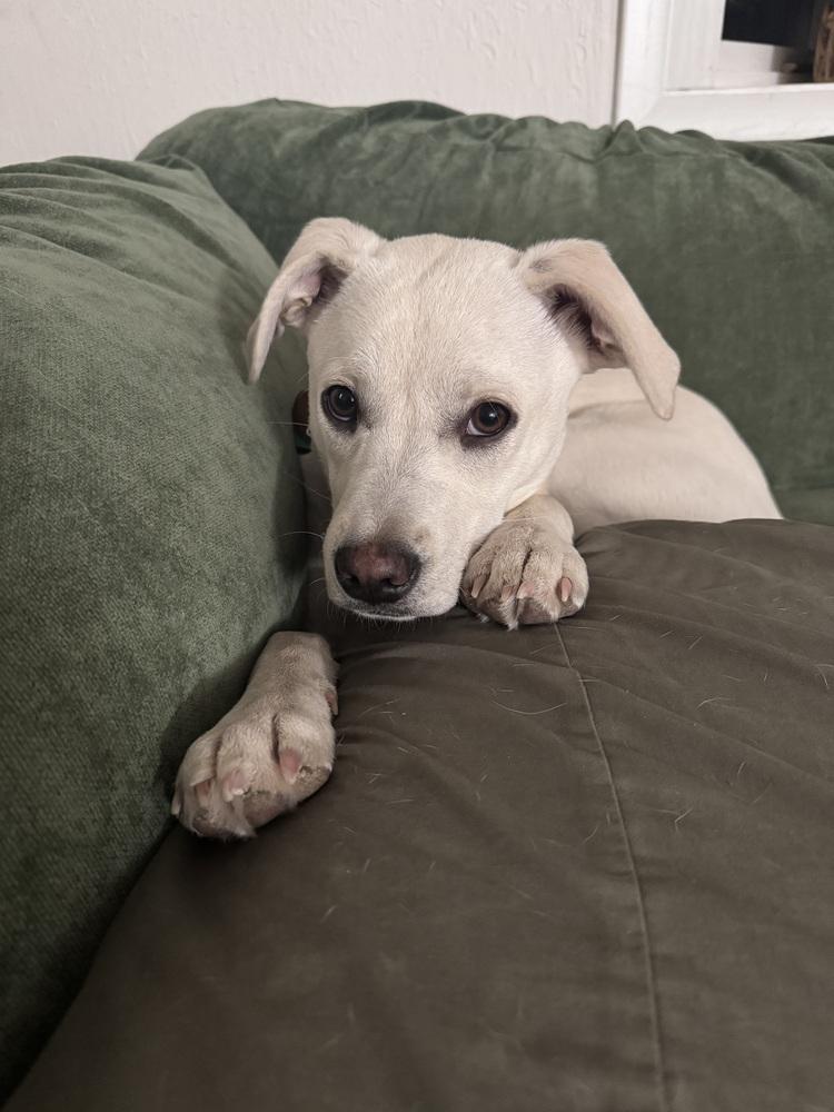Enlarge Costa / Pierogi, a Adoptable mixed breed in Broomfield, CO image 6/6