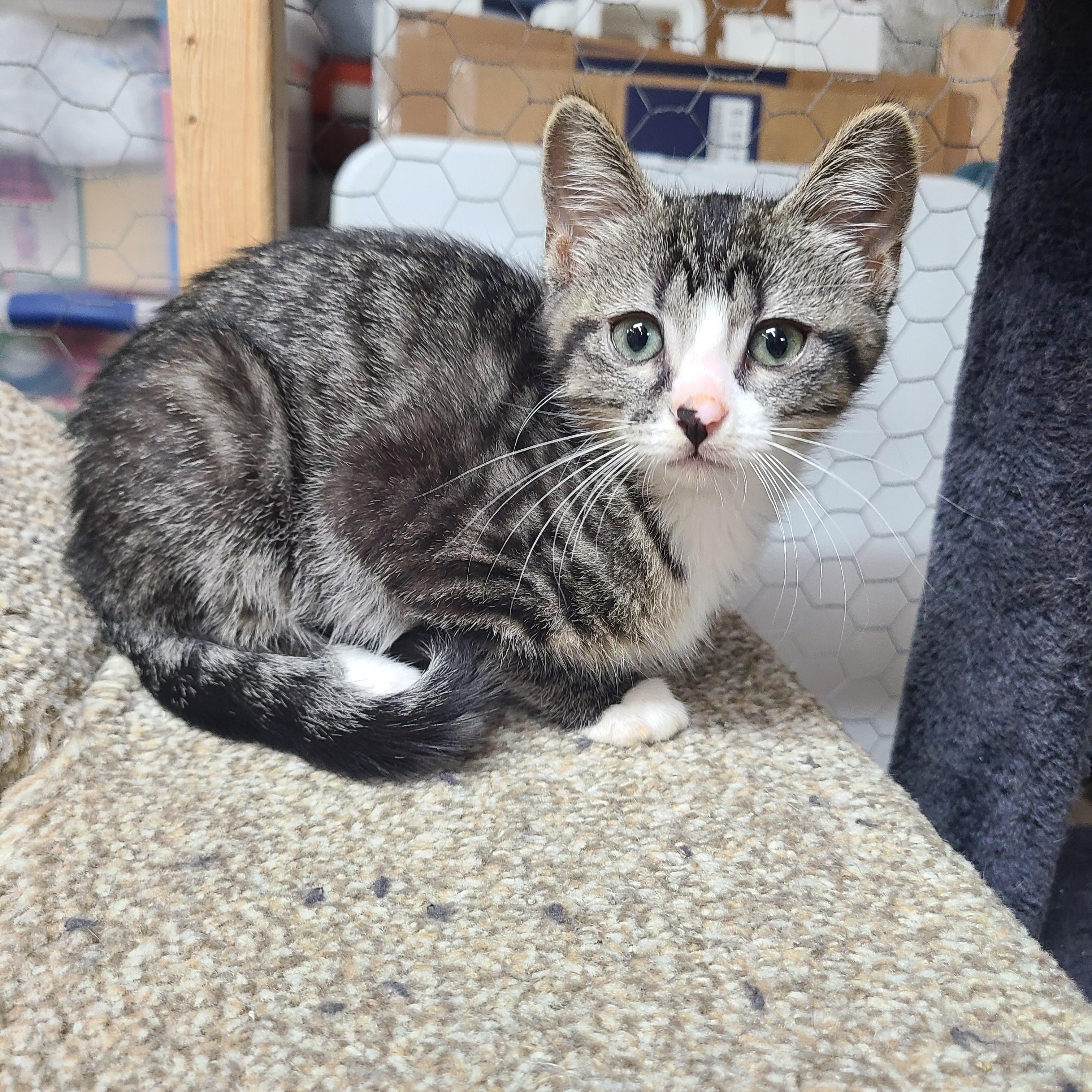 Pansy, an adoptable Domestic Short Hair in Faribault, MN_image-1