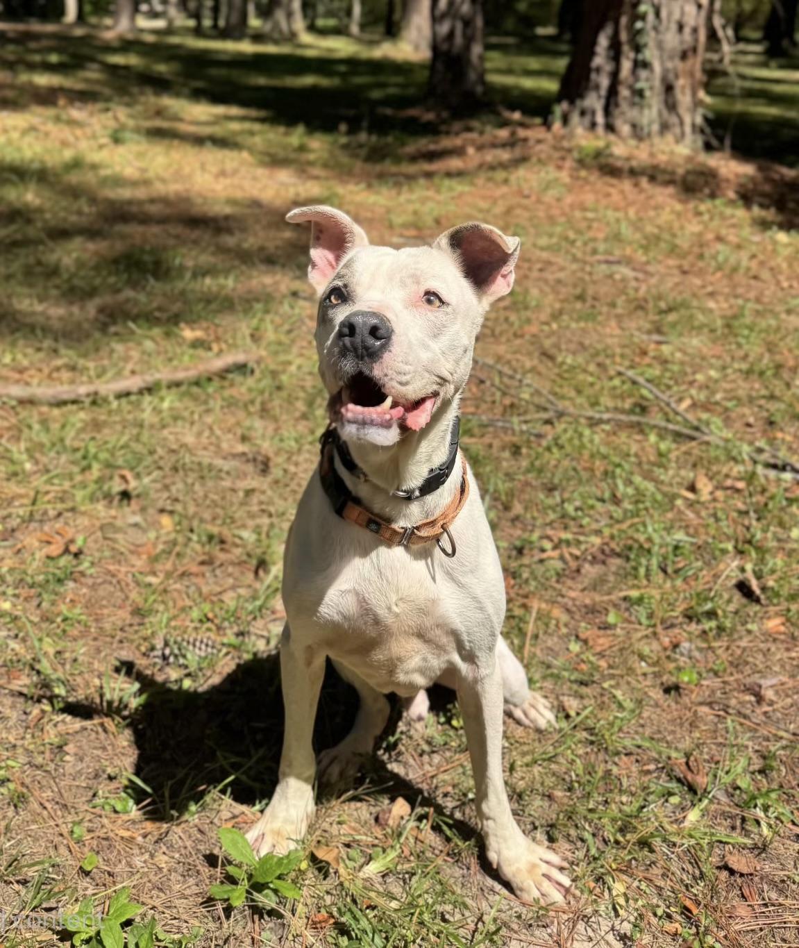 Enlarge Marco, a Adoptable mixed breed in Hamilton, GA image 5/5