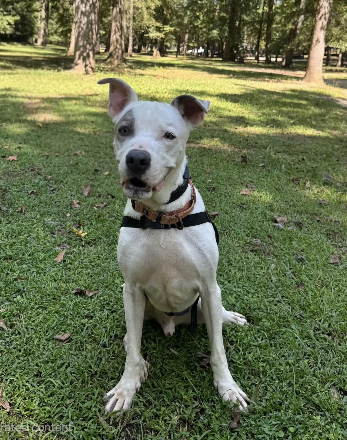 Enlarge Marco, a Adoptable mixed breed in Hamilton, GA image 4/5