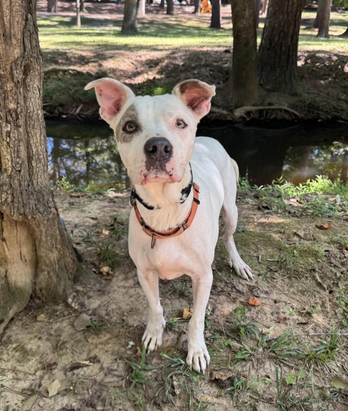 Enlarge Marco, a Adoptable mixed breed in Hamilton, GA image 3/5