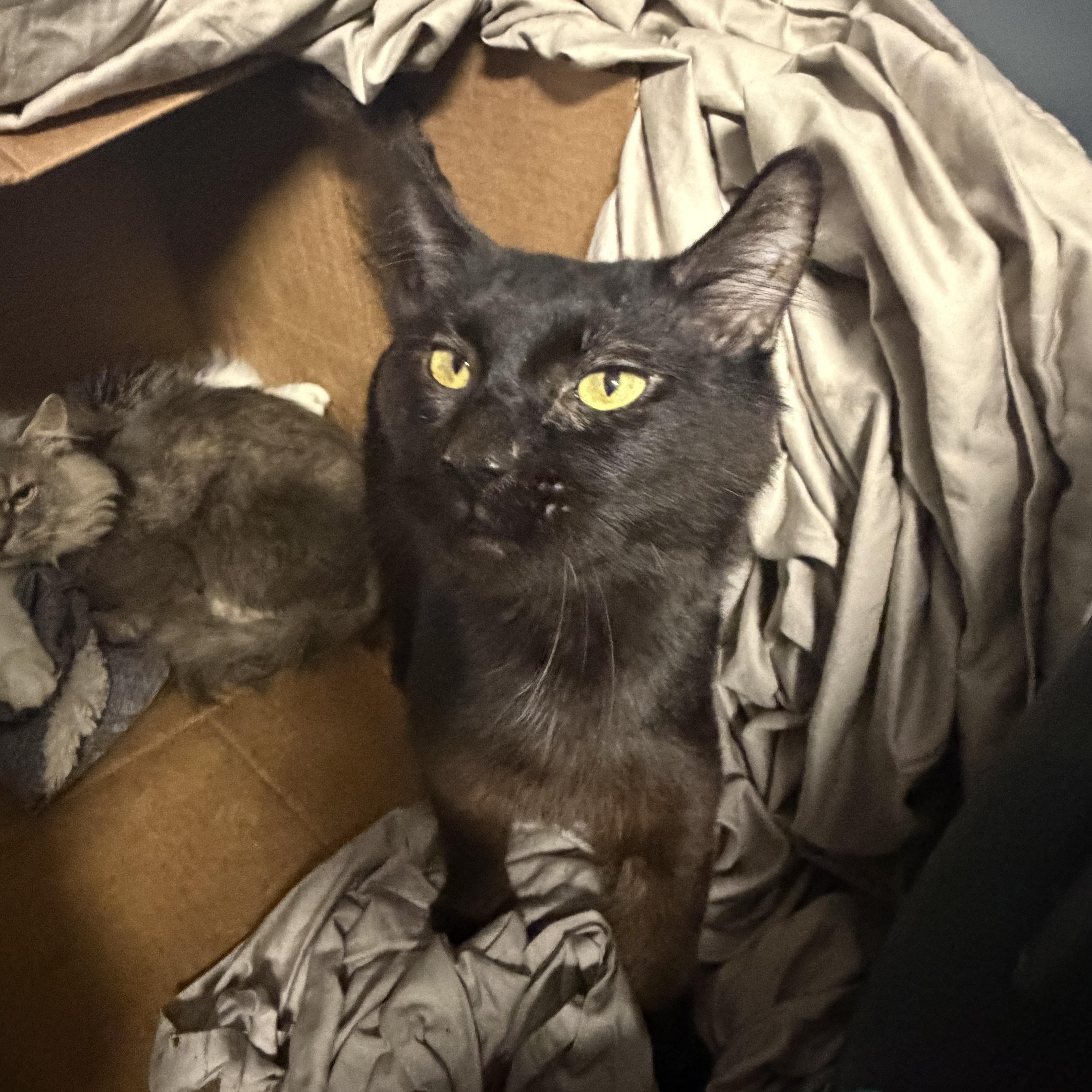 Enlarge Flint, a Adoptable Domestic Medium Hair in Pottsville, PA image 3/4