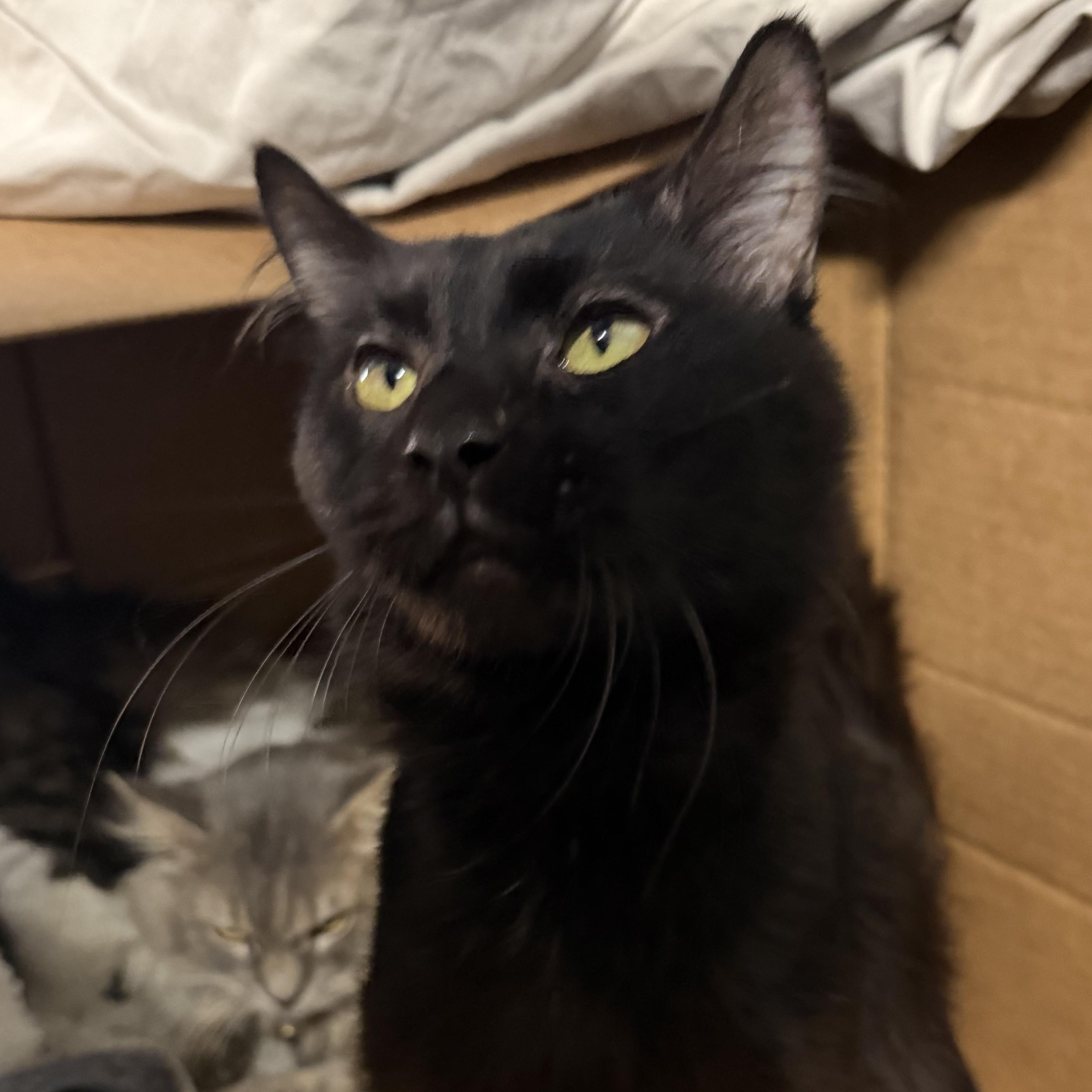 Enlarge Flint, a Adoptable Domestic Medium Hair in Pottsville, PA image 2/4