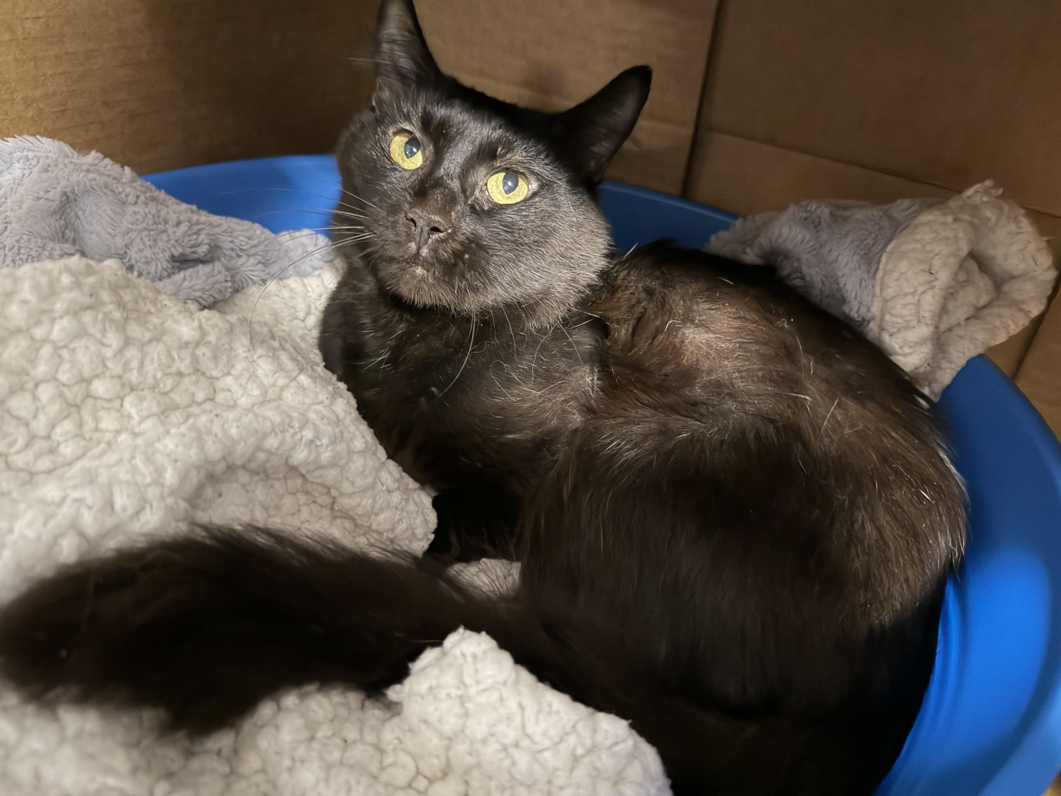 Flint, Adoptable, Adult Male Domestic Medium Hair.