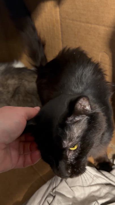 Enlarge Flint, a Adoptable Domestic Medium Hair in Pottsville, PA video 4/4