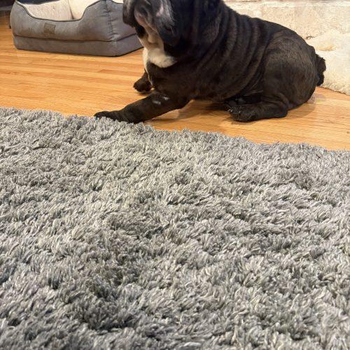 Wally, a Adoptable English Bulldog in Chicago, IL image 1/5