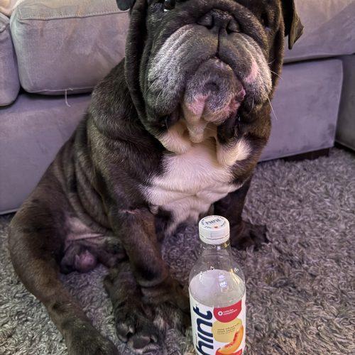 Wally, a Adoptable English Bulldog in Chicago, IL image 4/5