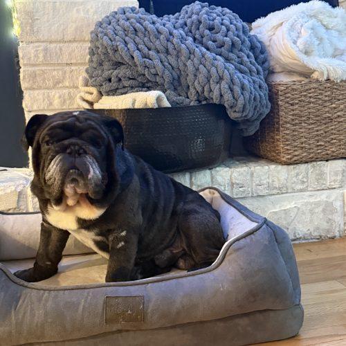 Wally, a Adoptable English Bulldog in Chicago, IL image 5/5