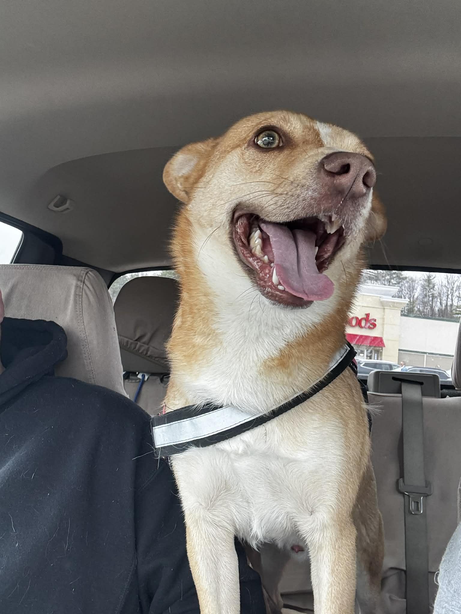 Enlarge Spin Diesel, a Adoptable mixed breed in Portland, ME image 2/6