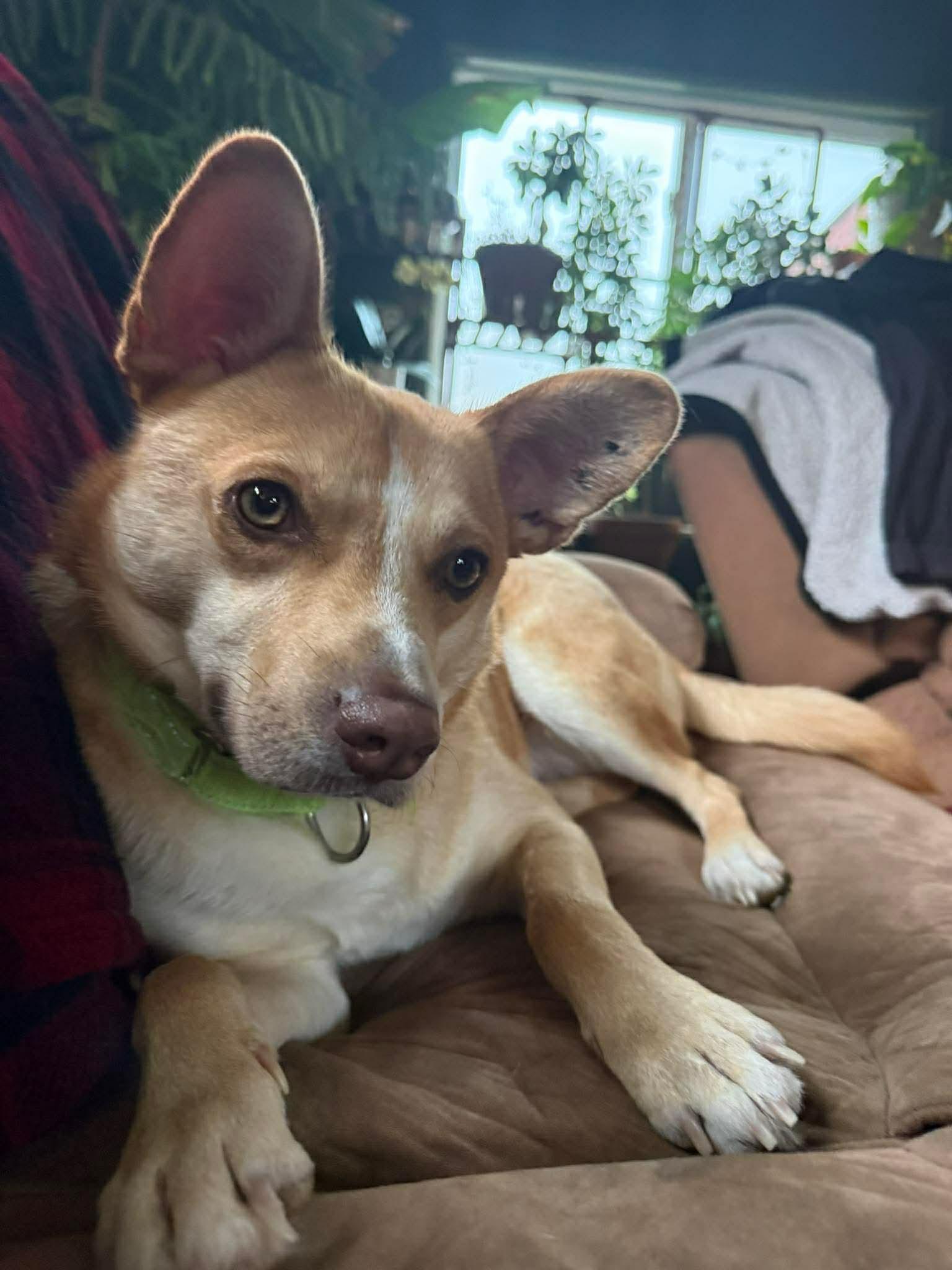 Enlarge Spin Diesel, a Adoptable mixed breed in Portland, ME image 3/6