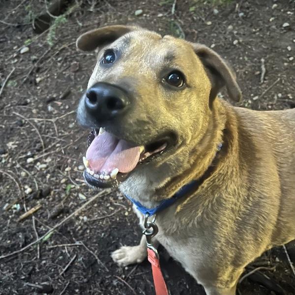 Enlarge Kadie, a Adoptable mixed breed in Silverdale, WA image 6/6