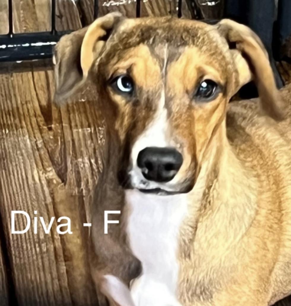 Enlarge Diva, a Adoptable mixed breed in Parma, OH image 1/1