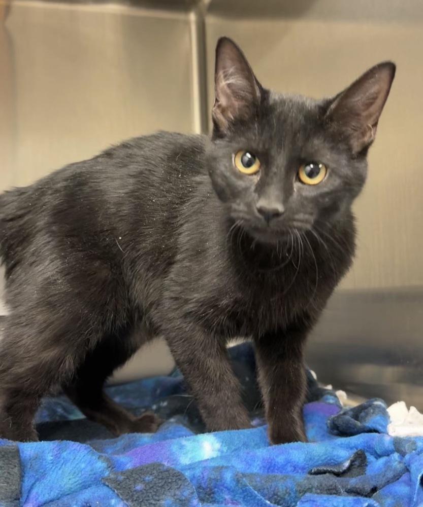 Enlarge Wynken, a Adoptable mixed breed in Bemidji, MN image 2/2