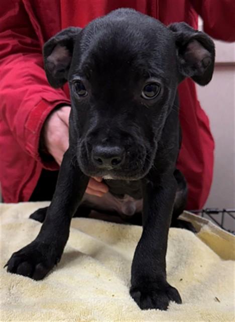 CHEERIO, Adoptable, Puppy Male Staffordshire Bull Terrier & Mixed Breed.