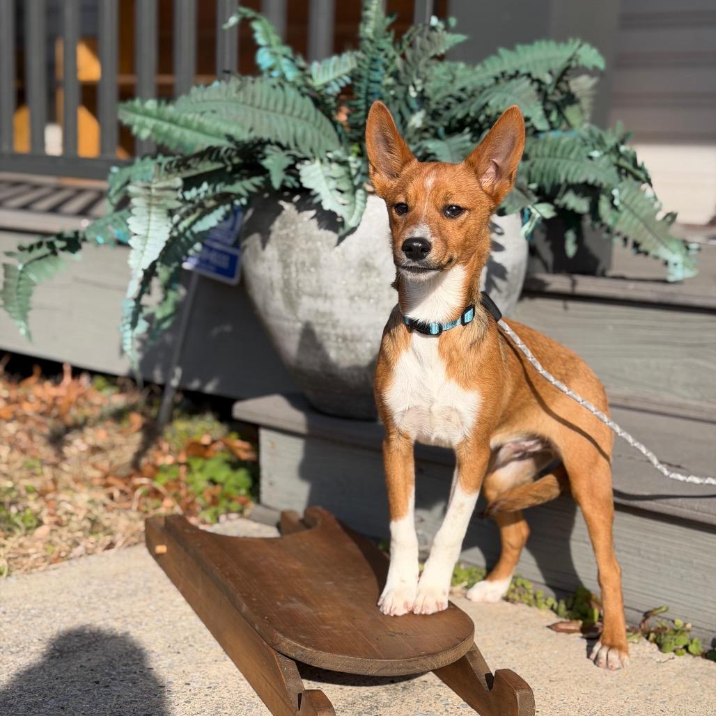 DARBY, Adoptable, Puppy Male Terrier.