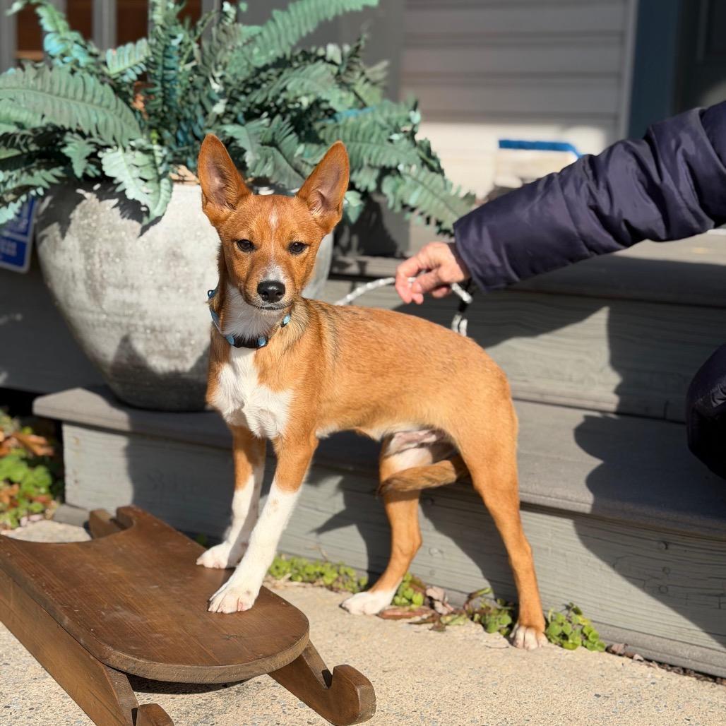 Enlarge DARBY, a Adoptable Terrier in Atco, NJ image 5/6